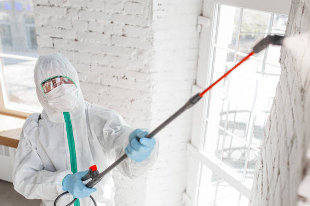 Best Mold Damage Restoration  in San Felipe Pueblo, NM