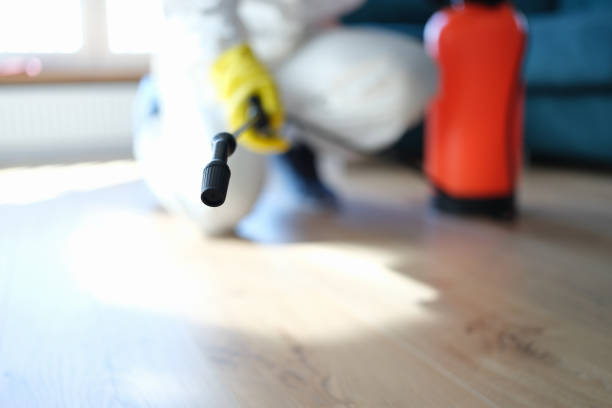 Best Emergency Mold Remediation  in San Felipe Pueblo, NM
