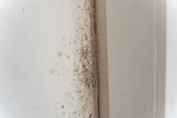 Reliable San Felipe Pueblo, NM Mold Removal Solutions